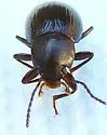 Nalassus aereus - photo 3