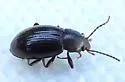 Nalassus aereus - photo 4