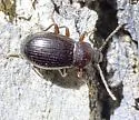 Nalassus aereus - photo 5