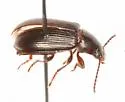 Nalassus californicus