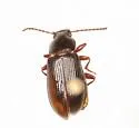 Nalassus californicus - photo 2