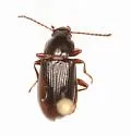 Nalassus californicus - photo 3