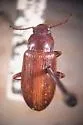 Nalassus californicus - photo 4