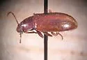 Nalassus californicus - photo 5