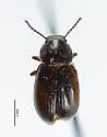 Nalassus convexulus