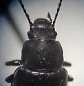 Nalassus convexulus - photo 4
