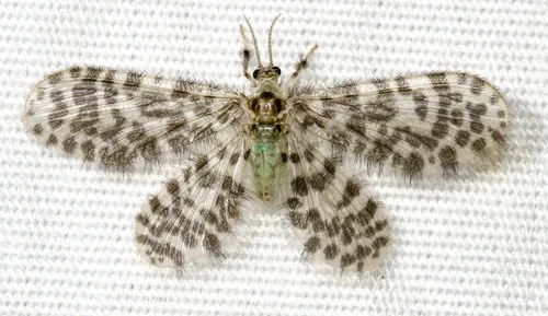 Nallachius americanus