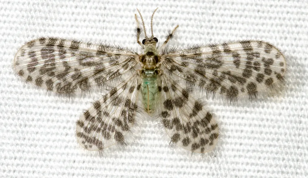 Nallachius americanus - photo 2