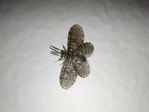 Nallachius ovalis