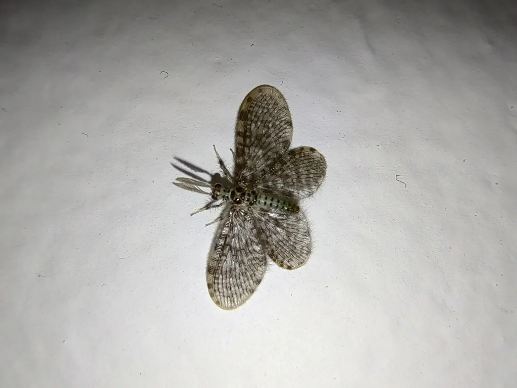 Nallachius ovalis - photo 2