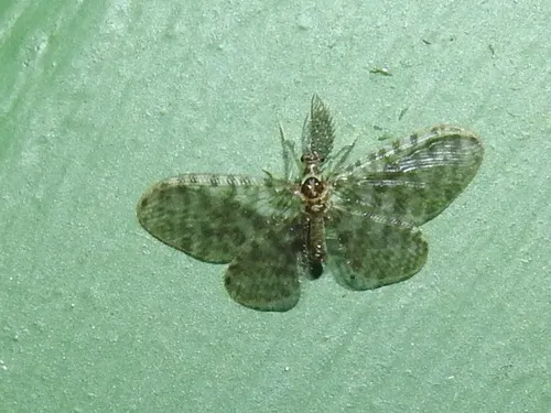 Nallachius parkeri