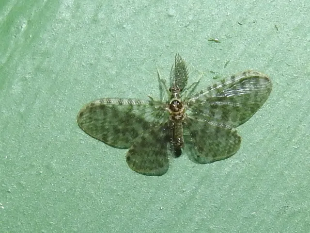 Nallachius parkeri - photo 2