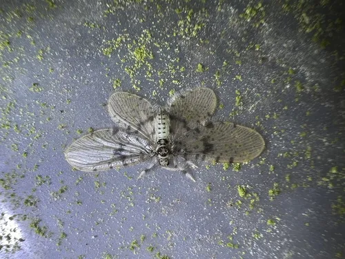 Nallachius potiguar