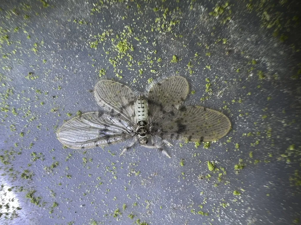 Nallachius potiguar - photo 2