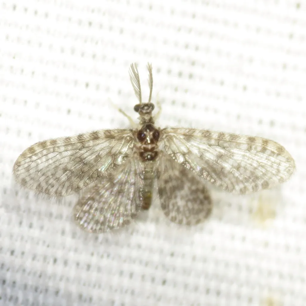 Nallachius pulchellus