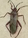 Namacus annulicornis