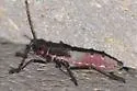 Namacus annulicornis - photo 2