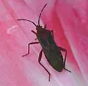 Namacus annulicornis - photo 3