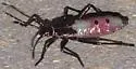 Namacus annulicornis - photo 4
