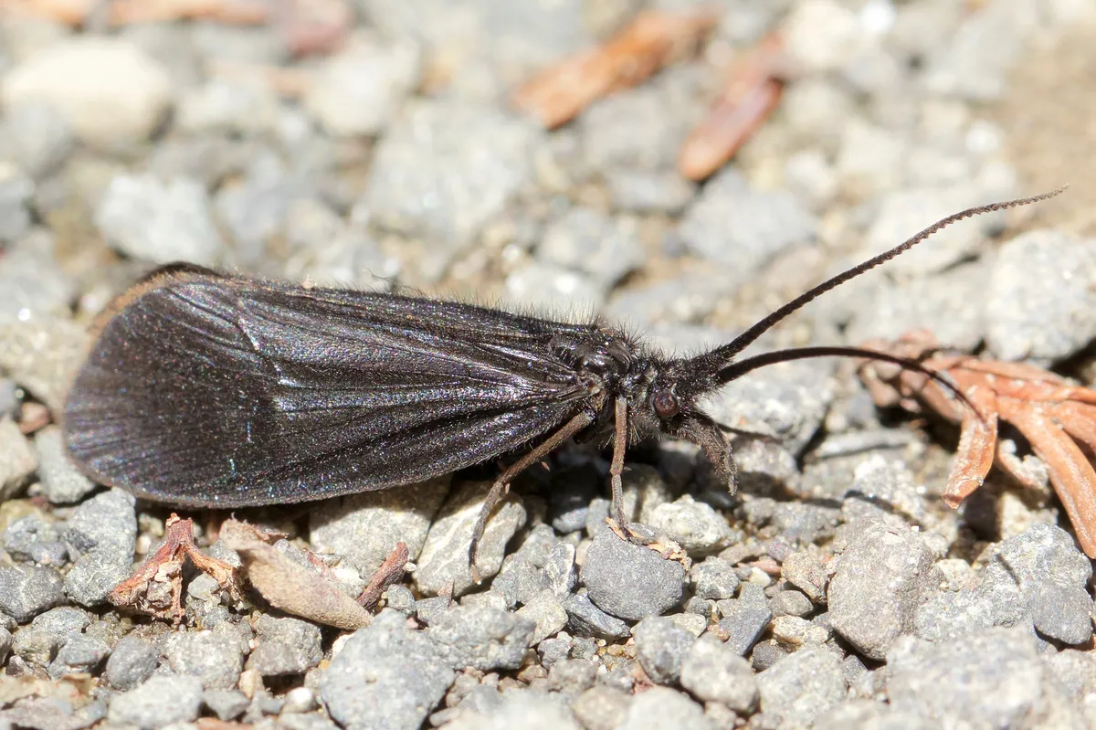Namamyia plutonis