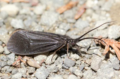 Namamyia plutonis - photo 2