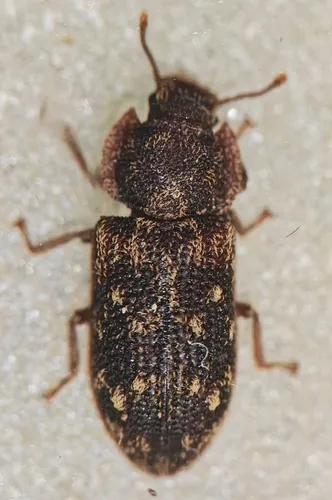 Namunaria guttulata