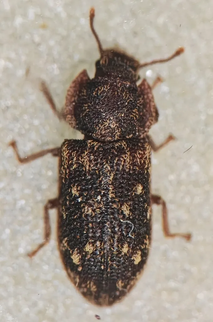 Namunaria guttulata - photo 2