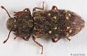 Namunaria pacifica