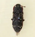 Namunaria pacifica - photo 2