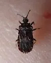 Nannium pusio - photo 3