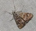 Nannobotys commortalis - Hodges#4822 - photo 2