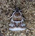 Nannobotys commortalis - Hodges#4822 - photo 3