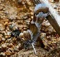 Nannobotys commortalis - Hodges#4822 - photo 4