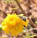 Nannobotys commortalis - Hodges#4822 - photo 5