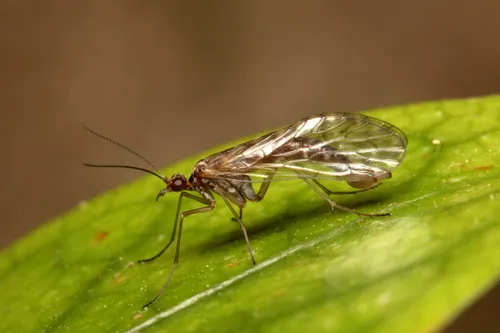 Nannochoristidae - Nannochoristidae