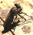 Nannocyrtopogon atripes