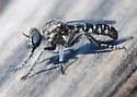 Nannocyrtopogon irvinei