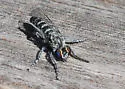 Nannocyrtopogon irvinei - photo 4