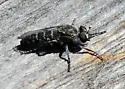 Nannocyrtopogon irvinei - photo 5