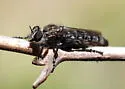 Nannocyrtopogon vanduzeei