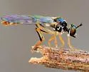 Nannodioctria seminole - Nannodioctria seminole