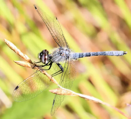Elfin Skimmer