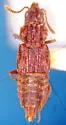 Nanobius serricollis