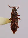 Nanobius serricollis - photo 3