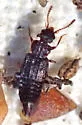 Nanobius serricollis - photo 4