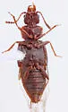 Nanobius serricollis - photo 5