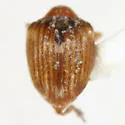 Nanodactylus obesulus - photo 2