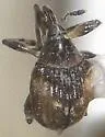 Nanodactylus obesulus - photo 3