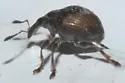 Nanodactylus obesulus - photo 4
