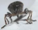 Nanodactylus obesulus - photo 5